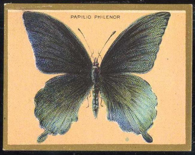 Papilio Philenor